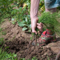 Proper Techniques for Weed Control on Your Lawn
