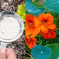 Natural Pest Control Methods for a Beautiful Lawn
