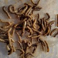 Preventing and Treating Lawn Pests: A Complete Guide