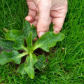 How to Control Weeds in Your Lawn