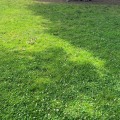 Creating a Habitat for Pollinators and Wildlife: A Guide to Maintaining a Healthy Lawn