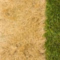 Preventing Fertilizer Burn: Tips and Techniques for a Lush, Green Lawn