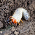 Common Pests in Lawns: How to Keep Your Lawn Pest-Free
