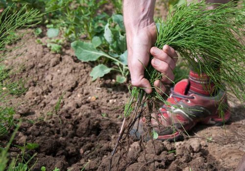 Proper Techniques for Weed Control on Your Lawn