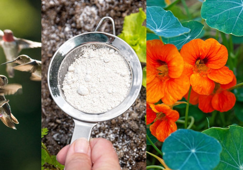 Natural Pest Control Methods for a Beautiful Lawn