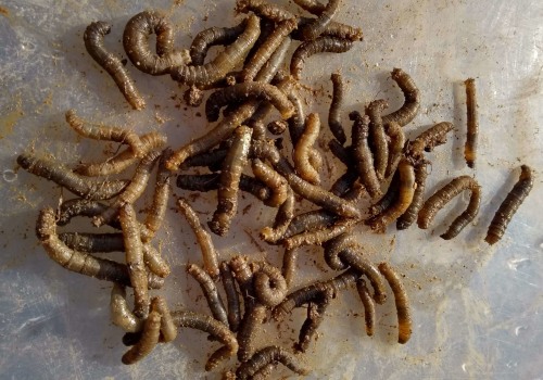 Preventing and Treating Lawn Pests: A Complete Guide