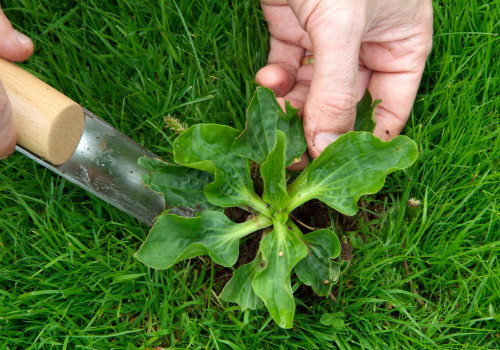 How to Control Weeds in Your Lawn