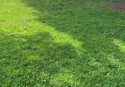 Creating a Habitat for Pollinators and Wildlife: A Guide to Maintaining a Healthy Lawn