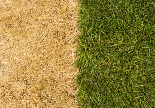 Preventing Fertilizer Burn: Tips and Techniques for a Lush, Green Lawn