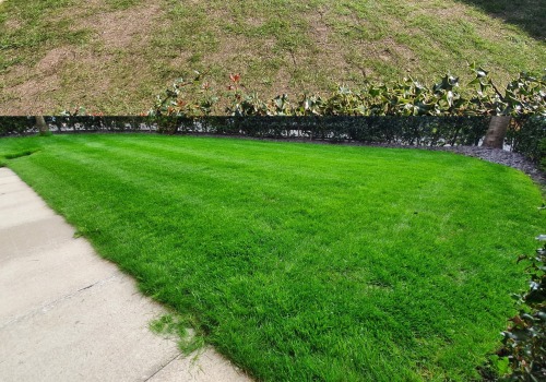 When to Overseed Your Lawn: Tips and Benefits for a Healthy, Green Yard