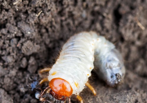 Common Pests in Lawns: How to Keep Your Lawn Pest-Free