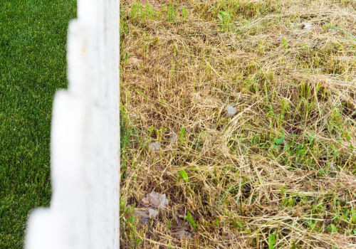 Avoiding Overwatering and Underwatering: Tips for Maintaining a Healthy Lawn
